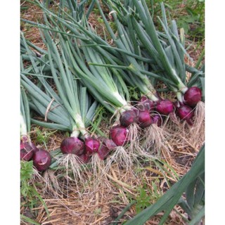 Hạt giống hành gốc tím 1 gói 2gram (TẶNG gói kích thích hạt nảy mầm)