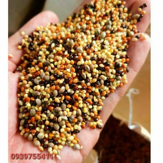 100G HẠT CỎ THÁI LAN / KÊ 4 MÀU NGŨ SẮC CHO YẾN PHUNG, LOVE BIRD, MẪU ĐƠN, SẮC NHẬT, FINCH, CU GÁY