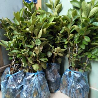 Cây giống hồng giòn