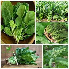 10 gram hạt giống rau cải bó xôi ( rau bina)
