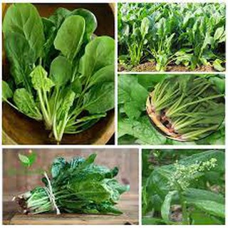 10 gram hạt giống rau cải bó xôi ( rau bina)