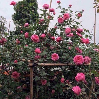 COMBO 2 BẦU GIỐNG Hoa hồng cổ Sapa – Hoa hồng rực rỡ xứ Tây Bắc, bầu cây giống hàng dâm cành từ nguyên bản cây mẹ