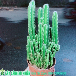 Xương Rồng Thanh Sơn Size Lớn