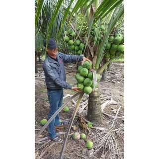 Dừa xiêm lùn F1 ( cho trái siêu sớm)