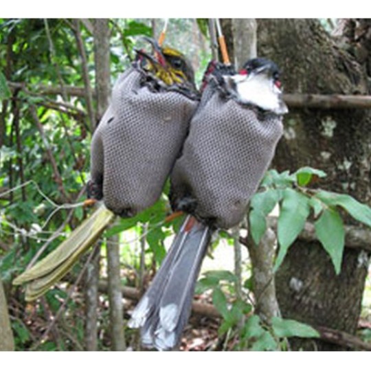 Sào bẫy Chim, Sào rút Inox đa năng 3m 5m 6m 7m SAO-CHIM