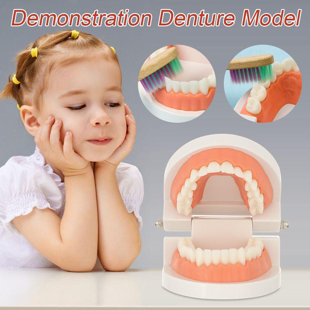 WONDER Mô Hình Hàm Răng Tiêu Chuẩn Giảng Dạy Sớm Cho Bé