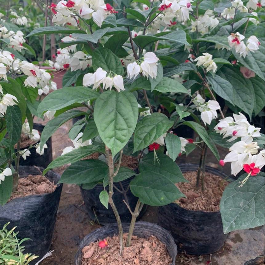 Cây Ngọc Nữ Cao 35-40cm Hoa Đẹp Nở Quanh Năm Trang Trí Sân vườn