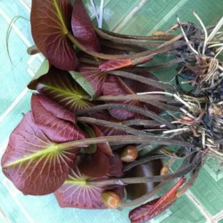 Hoa súng thai