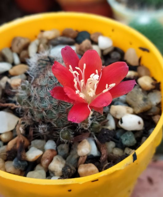Xương rồng Rebutia kupperiana
