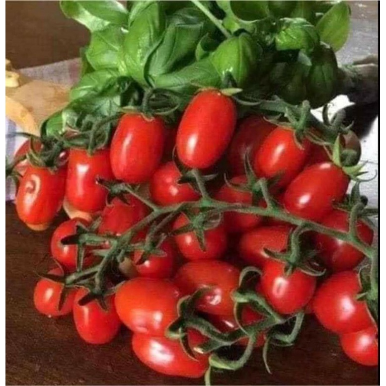 0,5gr cà chua chery đỏ f1 chất lượng cao 🍄🤗 SIÊU QUẢ 🤗🌹 ĂN CỰC NGON