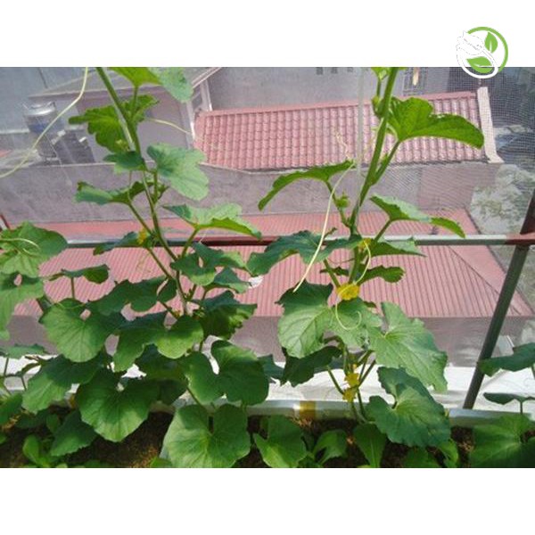 Hạt Giống Dưa Leo F1 Siêu Năng Suất PN-636 Phú Nông - Gói 1g - Cucumber Super-Yield-636