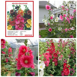 Hạt giống hoa Mãn Đình Hồng nhiều màu