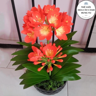 Cây hoa lan quân tử lùn ra hoa sau 3 tháng ..