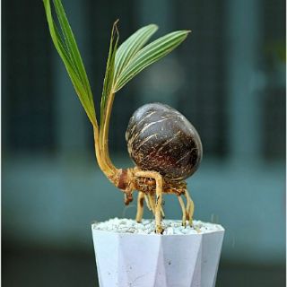 Dừa kiểng bonsai Bến Tre