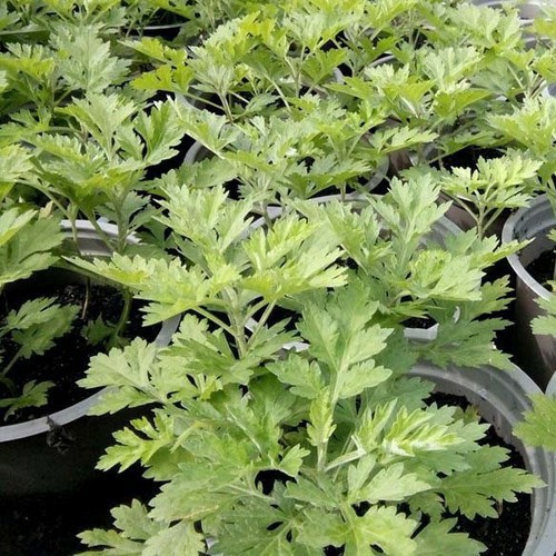 ☘️ CÂY NGẢI CỨU 🌻