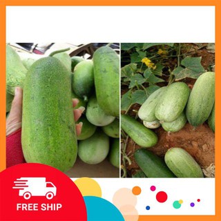 30 Hạt giống dưa chuột mèo