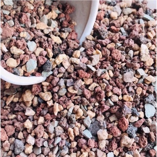 Đá Cầu Vồng - Đá Giữ Màu Cho Sen Đá, Xương Rồng, Cẩm Nhung-Vườn Sen Đá