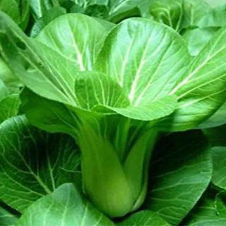20gr - HẠT GIỐNG CẢI THÌA