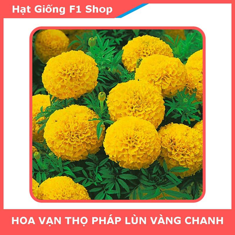 Hạt Giống Hoa Vạn Thọ Pháp Lùn F1 Vàng Chanh Trồng Chậu (034.F1)