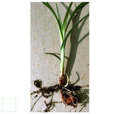 1kg Củ gấu khô hàng loại 1 thơm ngon