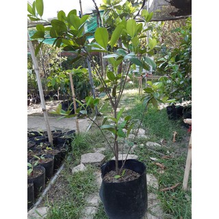 Cherry brazil trưởng thành