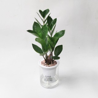 Cây thường xuân, lưỡi hổ, kim tiền, cau tiểu trâm, trầu bà trồng sẵn chậu tự tưới thông minh