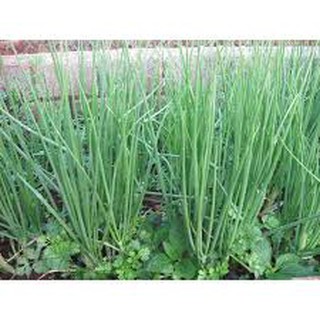 Hạt giống hành ta 5 gram