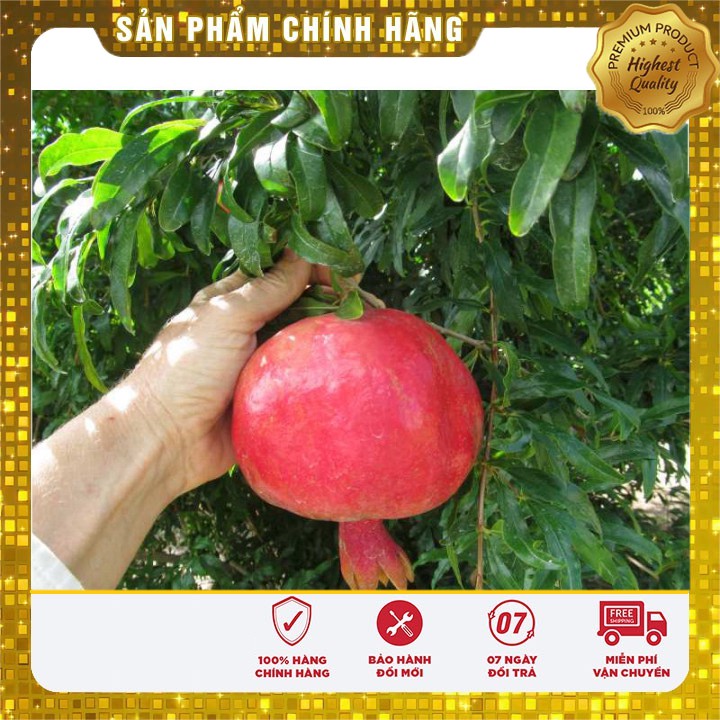 Hạt Giống Cây Lựu Lùn Đỏ 5-10 hạt