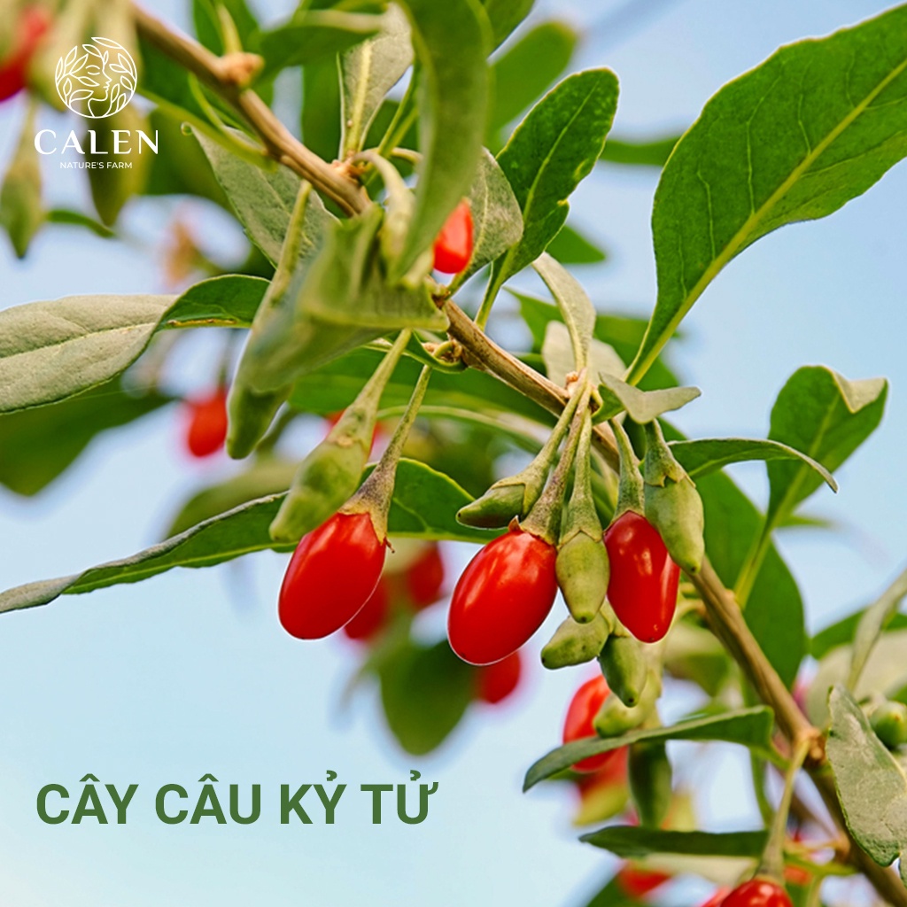Trà Kỷ Tử Đỏ (Câu Kỉ Tử) Sấy Khô Quả To Đỏ Đều Giúp Đẹp Da, Dễ Ngủ, Sáng Mắt Calen