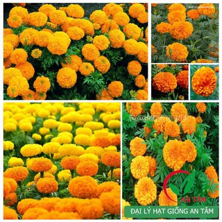 Hạt giống Cúc Vạn Thọ Pháp