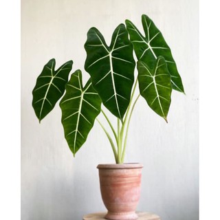 Nón Tốt Nghiệp Màu Neon Alocasia