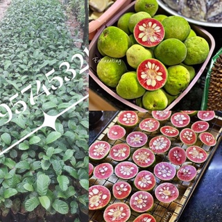 Cây chay giống ăn quả bóng mát