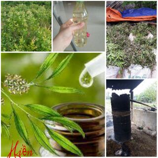 Dầu tràm nguyên chất(lọ 100ml).