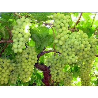 CÂY GIỐNG NHO XANH NINH THUẬN CHUẨN GỐC, SIÊU QUẢ , SIÊU NGON, SIÊU KINH TẾ, CAM KẾT GIỐNG CHUẨN F1