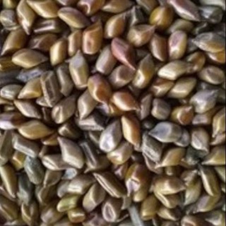 500g hạt muồng muồng