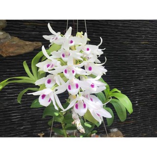 (Mới về)Lan Phi điệp 5 cánh trắng Phú Thọ cấy mô 1 cốc