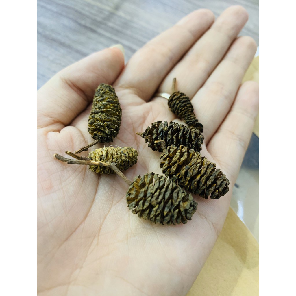 Trái Thông Khô ALDER CONES  - Quả Thông Giảm Stress Cho Tép