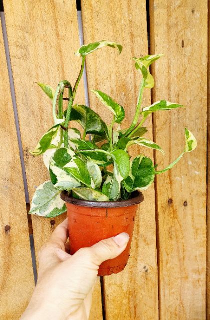 Trầu bà nhiều loại để KỆ NHÀ TẮM được