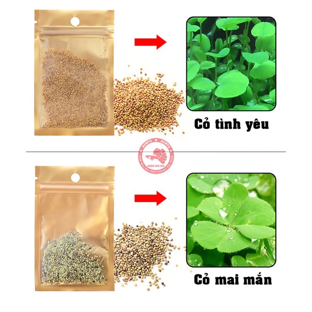 Hạt giống thủy sinh, cây thủy sinh