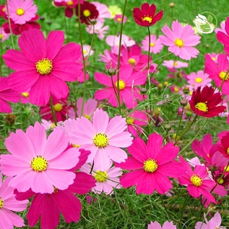 Hạt Giống Hoa Sao Nhái Kép Mix 518 Phú Nông - Gói 20 hạt - Cosmos Sulpherous