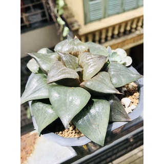 Sen đá kim cương haworthia | Haworthia Mutica Hyb | Haworthia Guốc đen | Sen đá độc lạ