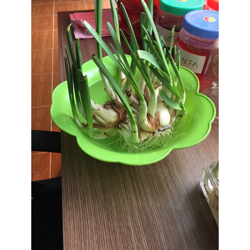 Củ hoa thủy tiên  thích hợp trồng đất hoặc nước, size đại 8 củ/ thùng