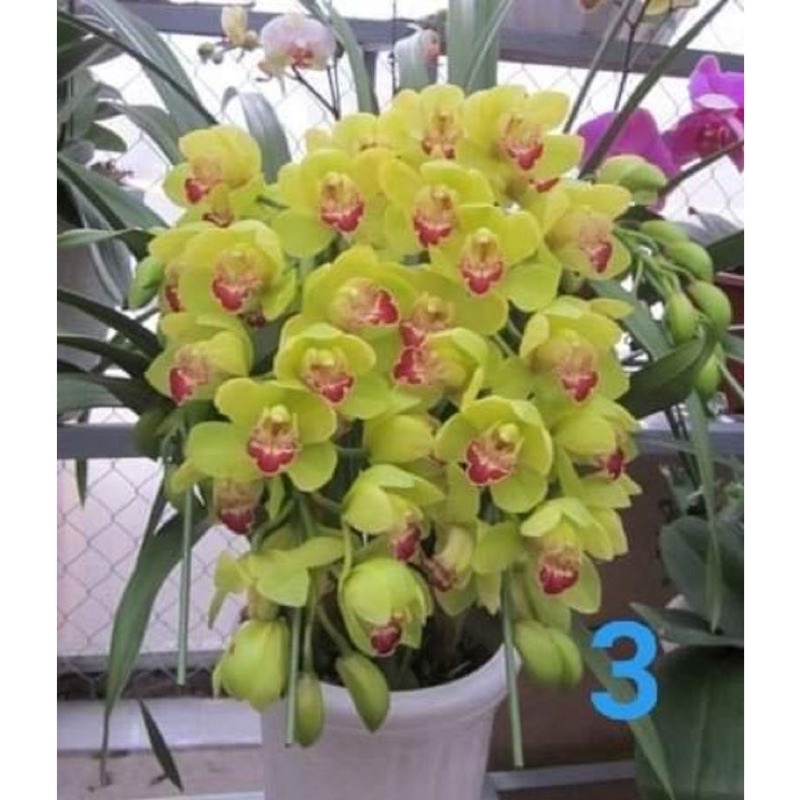HOA LAN KIẾM CHẬU TO GỬI CÂY NHƯ ẢNH 2
