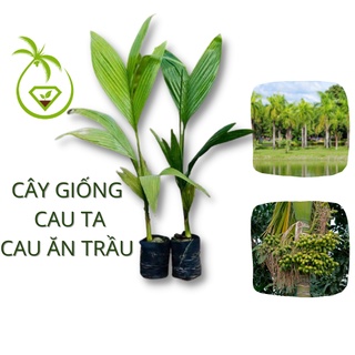 Cây Cau Ta Giống Tứ Quý (Cau Ăn Trầu Truyền Thống) | Trồng Sân Vườn - Công Trình - Hàng Rào - Ít Sâu Bệnh - Phong Thủy