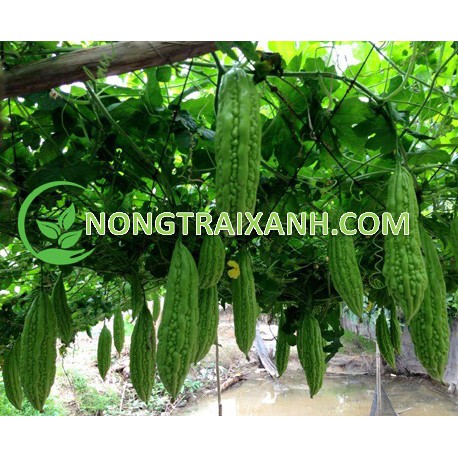 10H - HẠT GIỐNG KHỔ QUA XANH