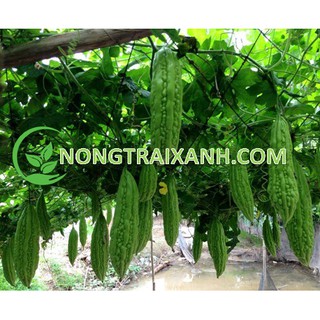 10H - HẠT GIỐNG KHỔ QUA XANH