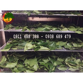 BỘT TRÀ XANH RẪY KON TUM 200GR