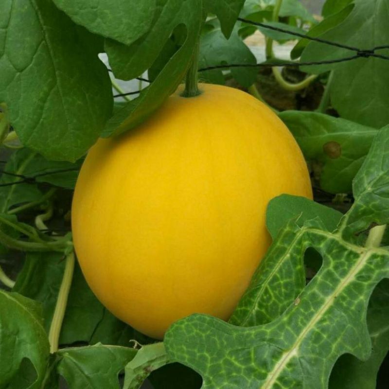 hạt giống dưa hấu vỏ vàng ruột đỏ F1 gói 1gram.