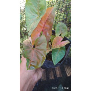 Sp Singonium