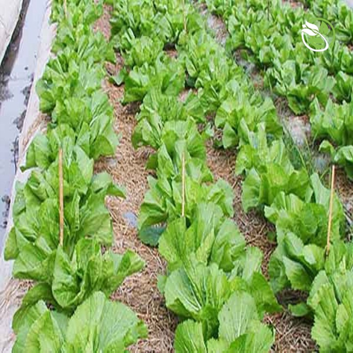 Hạt Giống Cải Bẹ Dưa  Phú Nông - Gói 20g - Head Mustard